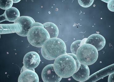 Candida Albicans  – Symptoms & Treatment