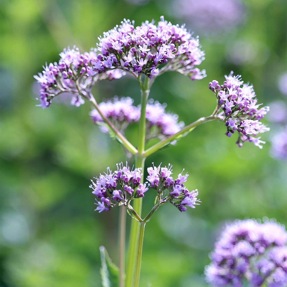 Health Benefits of Valeriana